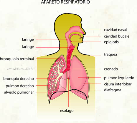 Aparato respiratorio (Diccionario visual)